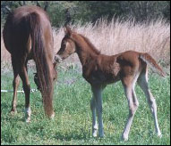 pyro thyme foal 2008